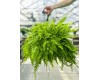 Boston Fern